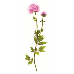 Klorane Siero SOS Lenitivo Alla Peonia 100 Ml Klorane - 13